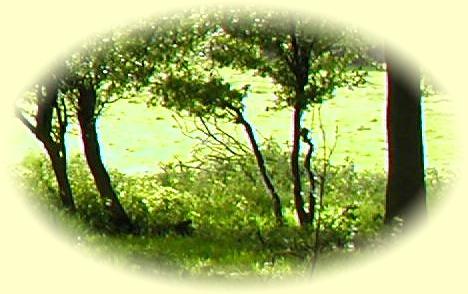 Trees in churchyard
