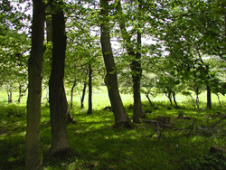 Trees in churchyard